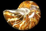 Polished Fossil Nautilus - Madagascar #113523-1